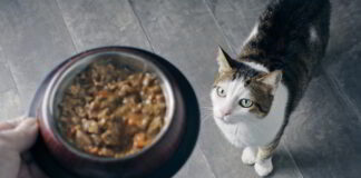 Na co zwrócić uwagę, wybierając karmę dla kota?