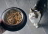 Na co zwrócić uwagę, wybierając karmę dla kota?